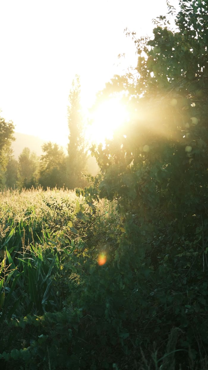 Sunlight filtering through trees and cornfield, creating a serene natural scene.